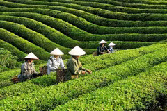 Sur les dix premiers mois de 2025, le pays a en effet expédié plus de 109 000 tonnes de thé, générant un chiffre d'affaires de 188,2 millions de dollars. Photo : VN+