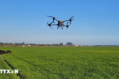 Intégration des drones dans la production agricole intelligente. Photo: VNA