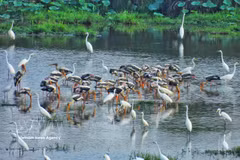 Des aigrettes blanches et des tantales indiens (une espèce rare inscrite dans le Livre Rouge du Vietnam) cherchent de la nourriture dans les zones humides du parc national de Tram Chim. Photo : VNA