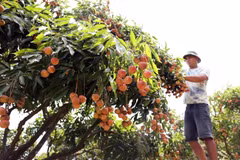 La récolte principale du litchi à Bac Giang se déroule du 10 juin au 25 juillet. Photo : Vu Sinh - VNA