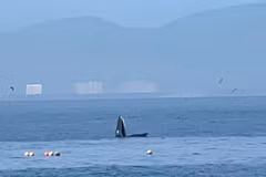 Une grande baleine a été observée le 7 août près de l'île de Hon Mun, dans la baie de Nha Trang, province de Khanh Hoa. Photo : VNA