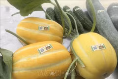 Des melons sont étiquetés avec des étiquettes de traçabilité des produits au magasin de produits agricoles Song Van, à Ninh Binh, dans la province du même nom. Photo : Thuy Dung/VNA