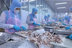 Transformation de poulpes destinés à l’exportation vers le marché japonais au sein de l’entreprise Huy Nam, dans la province d’An Giang. Photo: VNA