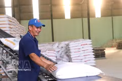 Activités de production à la société par actions Tan Dong Tien (quartier de Khanh Hau, province de Tay Ninh). Photo: VNA