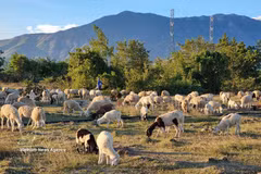 Khanh Hoa est la région qui possède le plus grand cheptel ovin du pays, avec environ 100 000 têtes. Photo : VNA