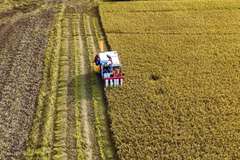 Récolte du riz d'hiver-printemps 2025 dans la province d'An Giang. Photo : VNA