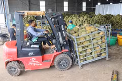 Des durians sont rassemblés dans un entrepôt appartenant à une entreprise du quartier de Dong Gia Nghia (province de Lam Dong) pour être triés avant d'être distribués sur le marché. Photo : VNA
