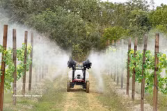 Modèle d’agriculture de haute technologie dans la province du Guangdong (Chine). Photo: VNA