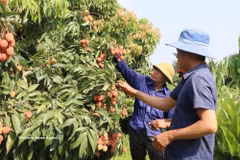 Bac Ninh sélectionne 36 vergers de litchis pour développer le tourisme expérientiel. Photo : VNA