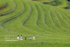 La beauté des rizières en terrasses de Mu Cang Chai, l'une des principales destinations touristiques du Nord-Ouest. Photo : VNA