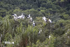 Jardin aux oiseaux de Thung Nham, à Ninh Binh. Photo: VNA