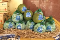 Les pamplemousses répondant aux normes de la province de Dong Thap sont exportés vers le marché australien. Photo : VNA