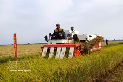 Promotion de la riziculture à faibles émissions associée à la croissance verte dans le delta du Mékong. Photo: VNA