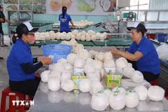 Le Vietnam vise 1,15 milliard de dollars d’exportations de noix de coco cette année