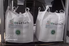 Un lot de riz Japonica, certifié "riz vert vietnamien à faibles émissions", est exporté vers le marché japonais. Photo : VNA