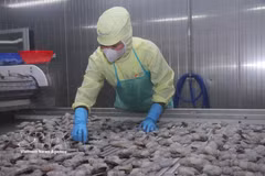 Selon la VASEP, dépasser les 12 milliards de dollars d’exportations de produits aquatiques en 2026 reste un objectif réalisable. Photo : VNA