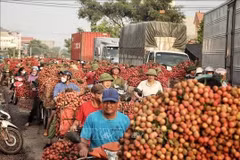 Vietnam : la récolte des litchis bat son plein à Luc Ngan malgré une baisse de la production