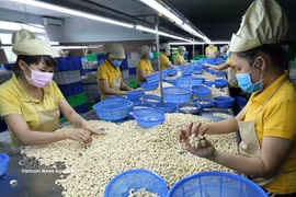 Transformation des noix de cajou destinées à l’exportation. Photo: VNA