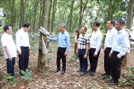 L'ambassadeur Nguyên Minh Vu (troisième à gauche) visite la plantation d'hévéas de la Sarl du développement de caoutchouc Hoang Anh Mang Yang K, filiale du Groupe de l'industrie du caoutchouc du Vietnam, dans la province de Ratanakiri, au Cambodge. Photo : VNA
