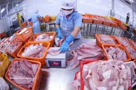 Cette entreprise dispose de la deuxième plus grande chaîne intégrée de production et d’exportation de pangasius au monde. (Photo : VNA)
