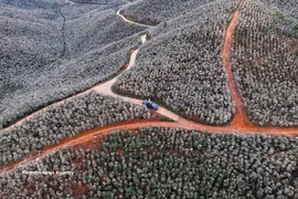 Les grappes de fleurs s'épanouissent sur les versants, illuminant l'espace montagnard et créant un paysage idyllique. Photo : VNA.