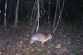 Un chevrotain doré à dos argenté, classé en danger critique, observé pour la première fois à Ea Sô. Photo : CCD