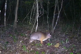 Un chevrotain doré à dos argenté, classé en danger critique, observé pour la première fois à Ea Sô. Photo : CCD