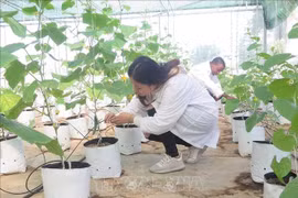 Un système d'irrigation goutte à goutte financé par Israël à l'Université d'agriculture et de foresterie de Thai Nguyen. Photo : VNA