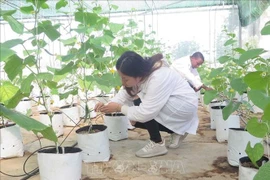 Un système d'irrigation goutte à goutte financé par Israël à l'Université d'agriculture et de foresterie de Thai Nguyen. Photo : VNA