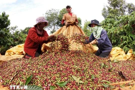 Récolte du café dans la province de Gia Lai. Photo: VNA