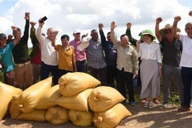 Des représentants de la société AgriVMA, des ingénieurs vietnamiens et cubains, des agriculteurs et fonctionnaires cubains se sont réjouis de la productivité élevée des rizières. Photo: VNA