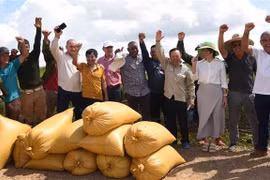 Des représentants de la société AgriVMA, des ingénieurs vietnamiens et cubains, des agriculteurs et fonctionnaires cubains se sont réjouis de la productivité élevée des rizières. Photo: VNA
