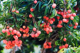 Pour la saison 2025, la production estimée de litchis devrait atteindre environ 303 000 tonnes, soit une hausse de 30 % par rapport à 2024. Photo : tapchicongthuong.vn