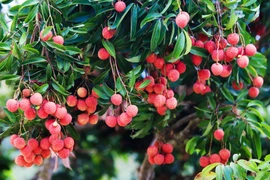 Pour la saison 2025, la production estimée de litchis devrait atteindre environ 303 000 tonnes, soit une hausse de 30 % par rapport à 2024. Photo : tapchicongthuong.vn