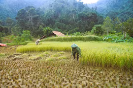 Des habitants de l'ethnie Thai du village Xop Kho (commune de Nga Mym province de Nghe An) récoltent du riz sur les spectaculaires rizières en terrasses, nichées dans le massif montagneux de Pu Huong. Photo : VNA