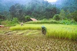 Des habitants de l'ethnie Thai du village Xop Kho (commune de Nga Mym province de Nghe An) récoltent du riz sur les spectaculaires rizières en terrasses, nichées dans le massif montagneux de Pu Huong. Photo : VNA