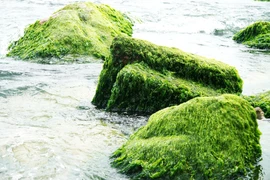 Sous l'effet des vagues, les rochers semblent se déplacer naturellement, formant des figures fascinantes. Photo : VNA