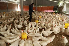 Selon le ministère vietnamien de l’Agriculture et du Développement rural, les exportations de produits de l’élevage du pays ont atteint environ 447,5 millions de dollars au cours des neuf premiers mois de 2025. Photo : VNA