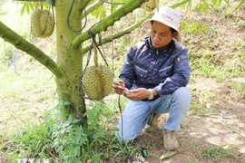 Un technicien de la ferme Sakura utilise des équipements pour tester, analyser et diagnostiquer la "santé" du sol de culture du durian, fournissant des indicateurs précis et recommandant des options de traitement opportunes. Photo: VNA