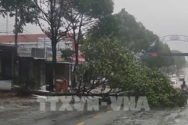 En raison du typhon, de nombreux arbres ont été cassés dans le quartier de Buon Ma Thuot, province de Dak Lak. Photo : VNA