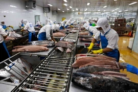 Transformation du thon pour l'exportation vers le Japon, les États-Unis et l'Europe dans la Société par actions de fruits de mer de Binh Dinh (BIDIFISCO). Photo: VNA