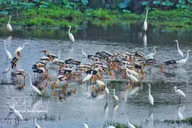 Des aigrettes blanches et des tantales indiens (une espèce rare inscrite dans le Livre Rouge du Vietnam) cherchent de la nourriture dans les zones humides du parc national de Tram Chim. Photo : VNA