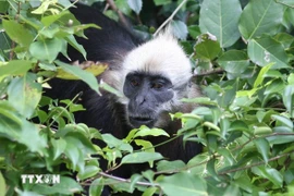 Le langur de Cat Ba est un primate extrêmement rare, endémique des forêts tropicales humides de l’île de Cat Ba. Photo: VNA