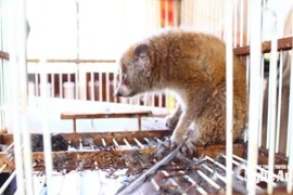 Le primate rare, pesant 0,5 kg, a été découvert par Hô Van Thom lors de travaux agricoles. Photo : Journal, radio et télévision de Nghe An