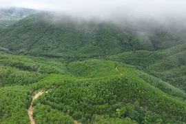 En 2025, le Vietnam a planté 285 000 hectares de forêts, soit 109,5 % de l’objectif fixé, ainsi que 108 millions d’arbres dispersés. Photo : VNA