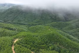 En 2025, le Vietnam a planté 285 000 hectares de forêts, soit 109,5 % de l’objectif fixé, ainsi que 108 millions d’arbres dispersés. Photo : VNA