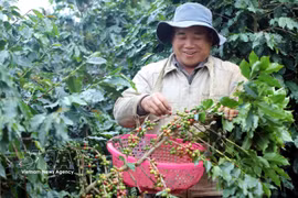 Le café vert figure parmi les principaux produits d’exportation de la province de Lam Dong. Photo d'illustration : VNA