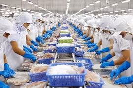 Transformation du pangasius pour l'exportation. Photo: VNA