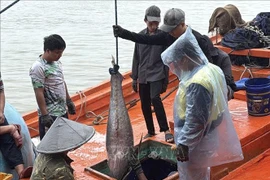 Depuis le début de l'année 2025, la province de Dak Lak a enregistré 11 620 mouvements d'entrée et de sortie de navires de pêche, pour un total de près de 11 000 tonnes de produits halieutiques débarqués. Photo : VNA
