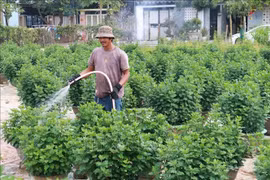 Horticulteurs à Quang Tri dans l’attente d’une récolte prometteuse pour le Têt. Photo : VNA